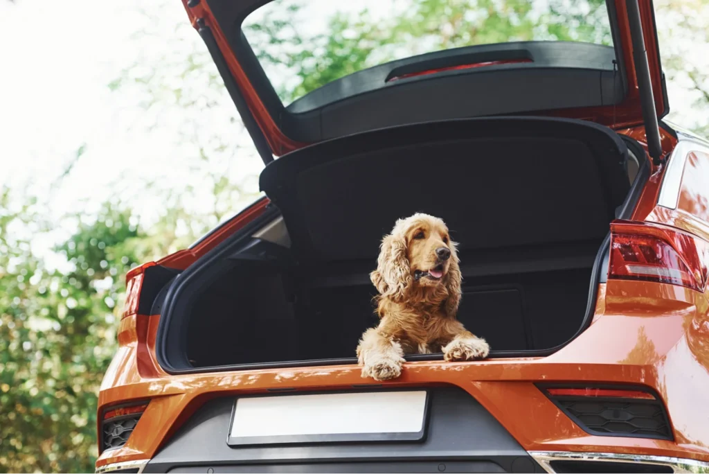 Pet Hammock for Cars