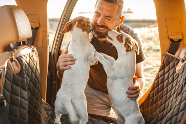 Pet Hammock for Cars