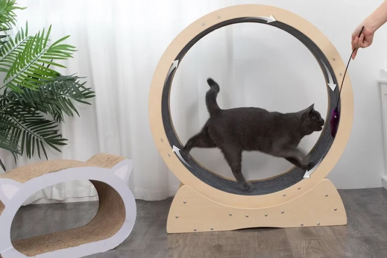 Stylish Round Cat Running Wheel