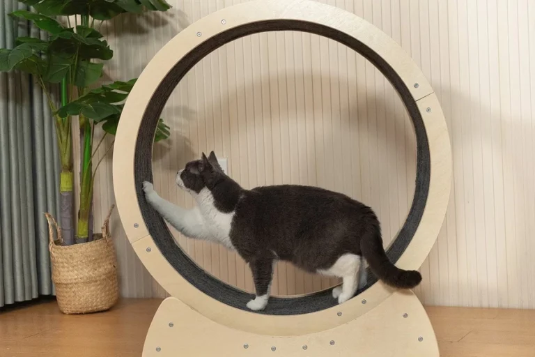 All-Natural Cat Fitness Wheel